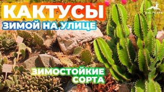 КАКТУС ЗИМОЙ НА УЛИЦЕ | КАКТУС ЗИМОСТОЙКИЙ | КАКТУС ЗИМНИЙ КАК ВЫРАСТИТЬ