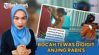 Bocah 5 Tahun Di Buleleng Bali Meninggal Usai Digigit Anjing Rabies
