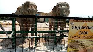 Парк "Тайган". Слоны.Taigan Park. Elephants.