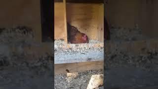 Collecting  Chicken Eggs