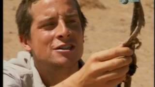 Bear Grylls eating vipersnake in Africa!