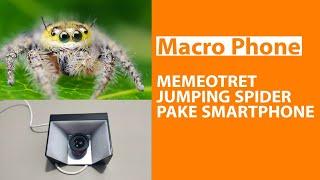 Memotret Jumping Spider Dengan Kamera Ponsel - Macro Photography