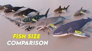 "From Minnows to Monsters: Epic Fish Size Comparison!"