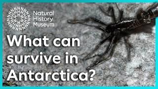 What can survive in Antarctica? | Surprising Science