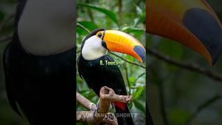 Top 10 Most Beautiful Birds in the World #shorts @SubhankarShortz