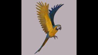 3D Scanned Ara macaw - 3D Model for Arch render or/and Digital Art - Video gallery #1528