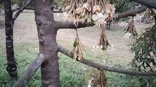 Cara penjagaan bunga durian agar tidak gugur atau rontok