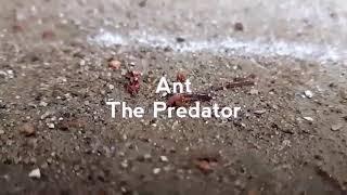 Mini Documentary of Ant predation behaviour... #natgeo