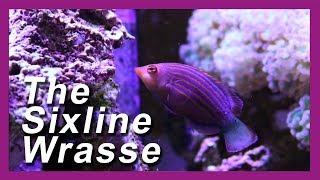 SIX LINE WRASSE Reef Tank Pest Control!