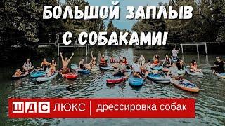 Первый большой заплыв с собаками на сап-сёрфах!