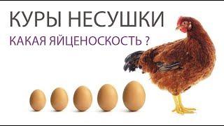 КАКИЕ ЯЙЦА НЕСУТ КУРЫ НЕСУШКИ ЛОМАН БРАУН (часть 6) \ Яйценоскость - чем кормить кур и размеры яиц