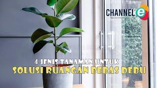 4 Jenis Tanaman Untuk Solusi Ruangan Bebas Debu #tanamanhias   #lidahmertua #tanamankaret