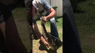 Gaboon Viper necked