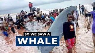 We Saw a Whale in Nigeria - Bonny Island