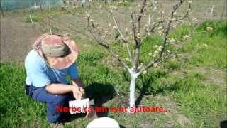 Varuire pomi-fruit trees whitewash