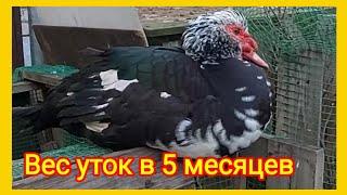 Вес мускусных уток в 5 месяцев.