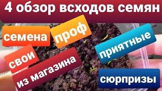 4 обзор всходов проф семян, семян из магазина и своих семян/Пикировка всходов