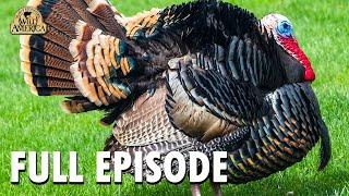 Wild America | S10 E10 'Wild Turkey - Part 2' | Wild America Animal Channel