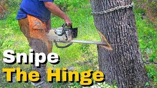 How To Cut Down a Dangerous Leaning Tree