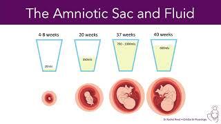 Amniotic Fluid During Pregnancy