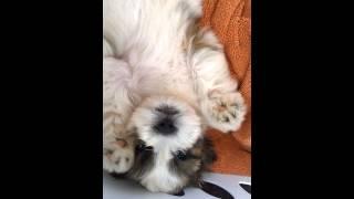 Shih Tzu Puppy High Five