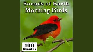 Early Morning Wild Birds Chirping and Activity (Songbirds) (Singing Bird Ambience Sound Effects)