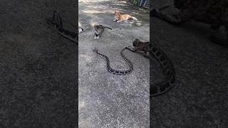 Cats and snakes meet #Kediler ve yılanlar buluşuyor #Gatos e cobras encontram-se