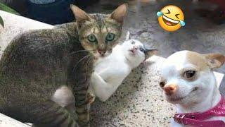 Funniest Cats And Dogs Videos  - Best Funny Animal Videos 2024 #8