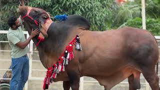 Muscular Red Brahman Bull with @biggestcowinbangladesh