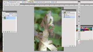 The Clone Tool in Photoshop