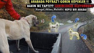 KANGAL POYRAZ'A KAFA TUTMANIN SONU BAKIN NE OLDU!!! (Kangal , Akbaş , Malaklı Hepsi Bir Arada)