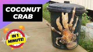 Coconut Crab ️ Don't Mess With This Crab! | 1 Minute Animals