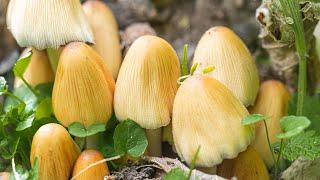 Foraging and Cooking Mica Caps (Coprinellus micaceus)