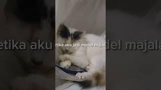 Kucing viral jadi model majalah #cat #funnyvideo #persian #kucinglucu