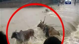 Mandsaur: Viral video shows cows being swept away in flood water