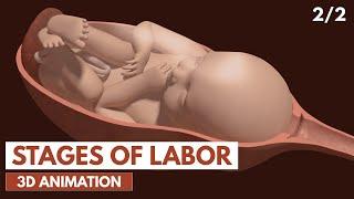 Stages of Labor | 3D Animation (2/2)