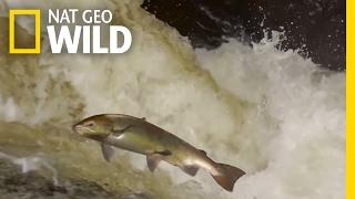 The Salmon's Life Mission | Destination WILD