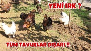 Tüm Tavuklar Dışarda Böyle Çeşitlilik Görülmedi ! #tavuk #tavukpazarı #folluklardan #yumurta