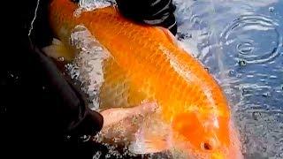 Solar Thermal Geothermal large pond heating with giant Koi Fish hot water GreenPowerScience