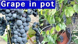 HOW TO GROW GRAPES IN CONTAINER