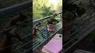 Besuch auf dem Balkon