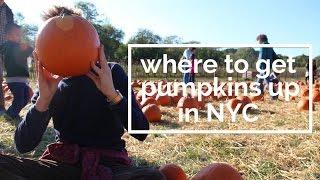 Where to Go Pumpkin Picking in NYC With No Car | DamonAndJo