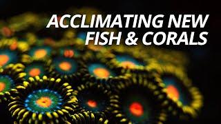 Acclimating New Fish & Corals