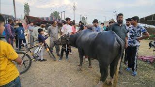 Sacrifical Sheep's At Eidgah Srinagar kashmir