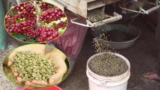 Coffee Separator Taking Farmers' Kernel - coffee bean gravity separator