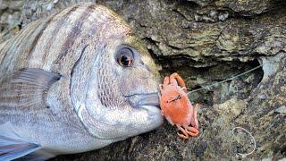 LEURRE/APPÂT GULP une dinguerie pour la pêche