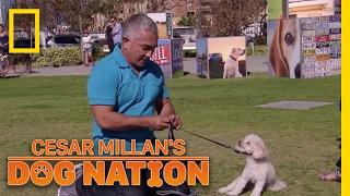Correcting the Nervous Energy | Cesar Millan's Dog Nation