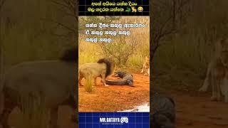  Sinhala Athal Memes  | Sl funny Memes | Gataya Memes | #shortmemes #sinhalamemes #funny #memes