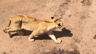 Lions - Serengeti, Tanzania