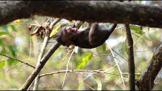 What Wrong Monkey Vero Why Yelling Alone At The Top Branch Like This?